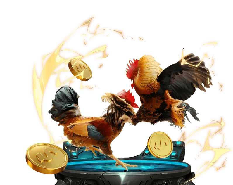 Đá gà Thomo trực tiếp mới nhất